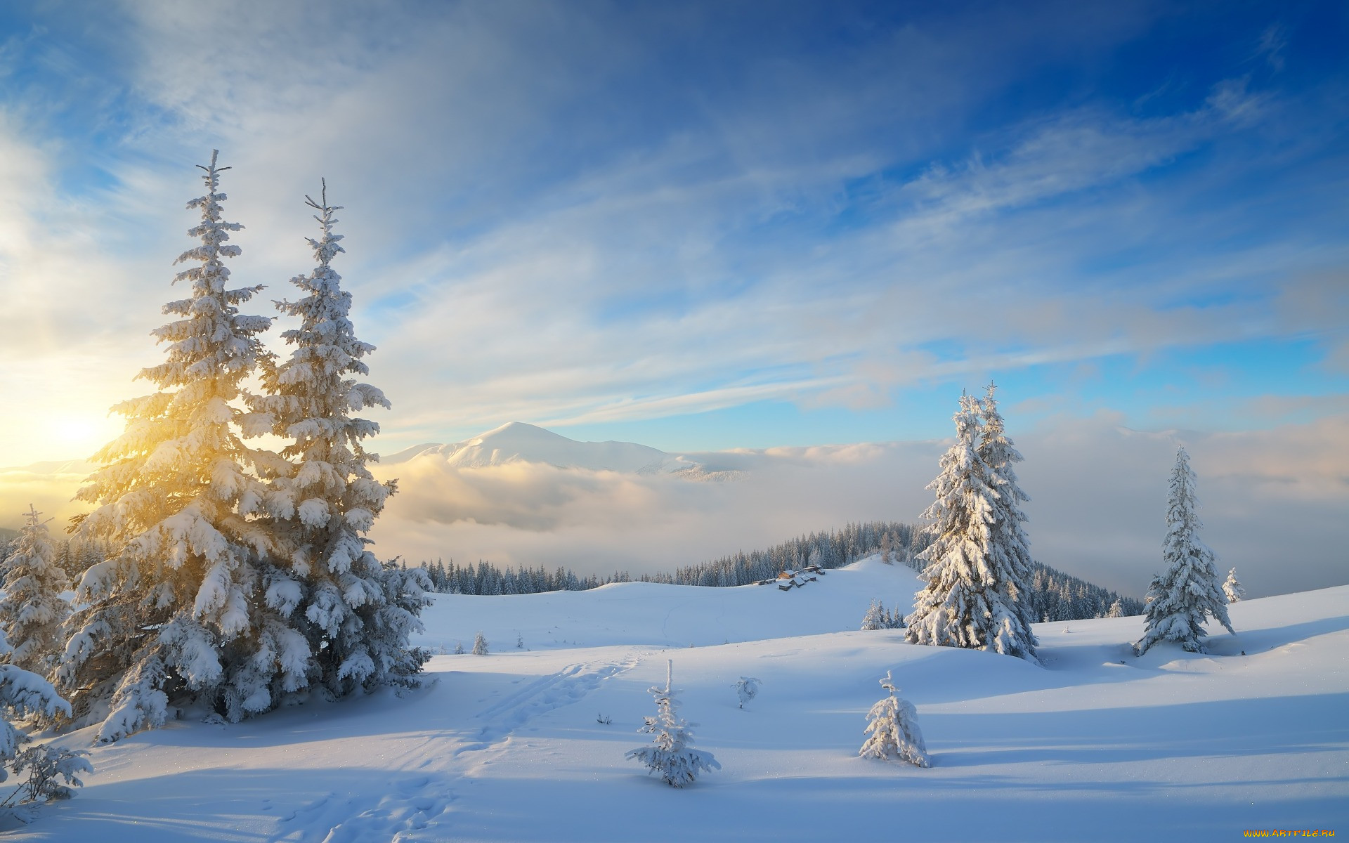 , , nature, , winter, fir, trees, snow, forest, , 